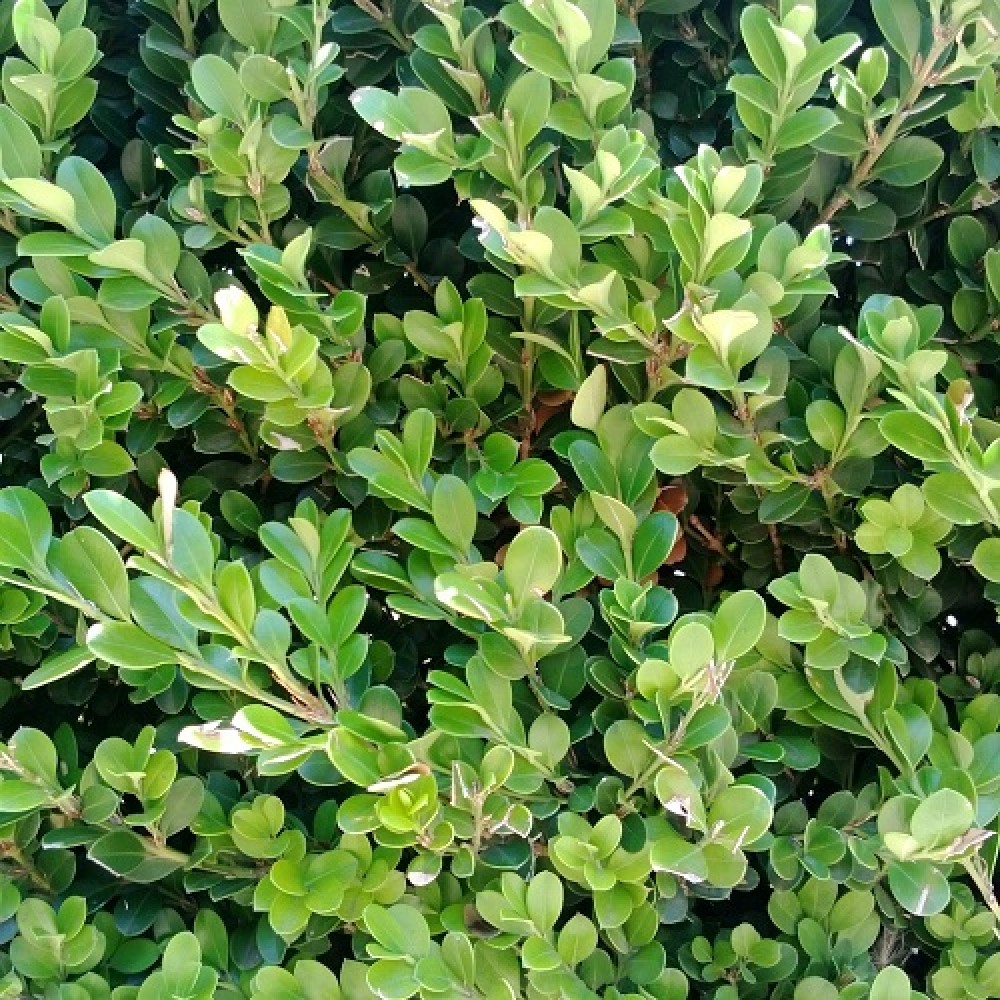 Buxus Japanese Box Hedge